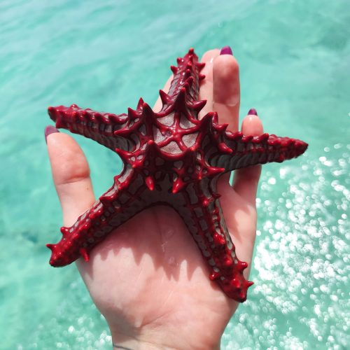 Zanzibar 3